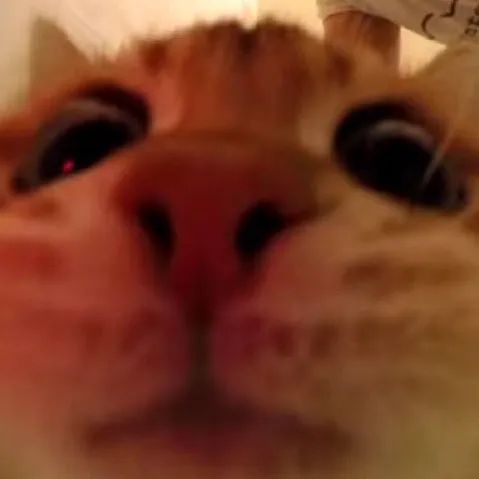 picture of a cat because i don't have a professional image of myself yet